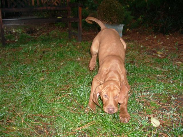 les chiens nés à l'élevage