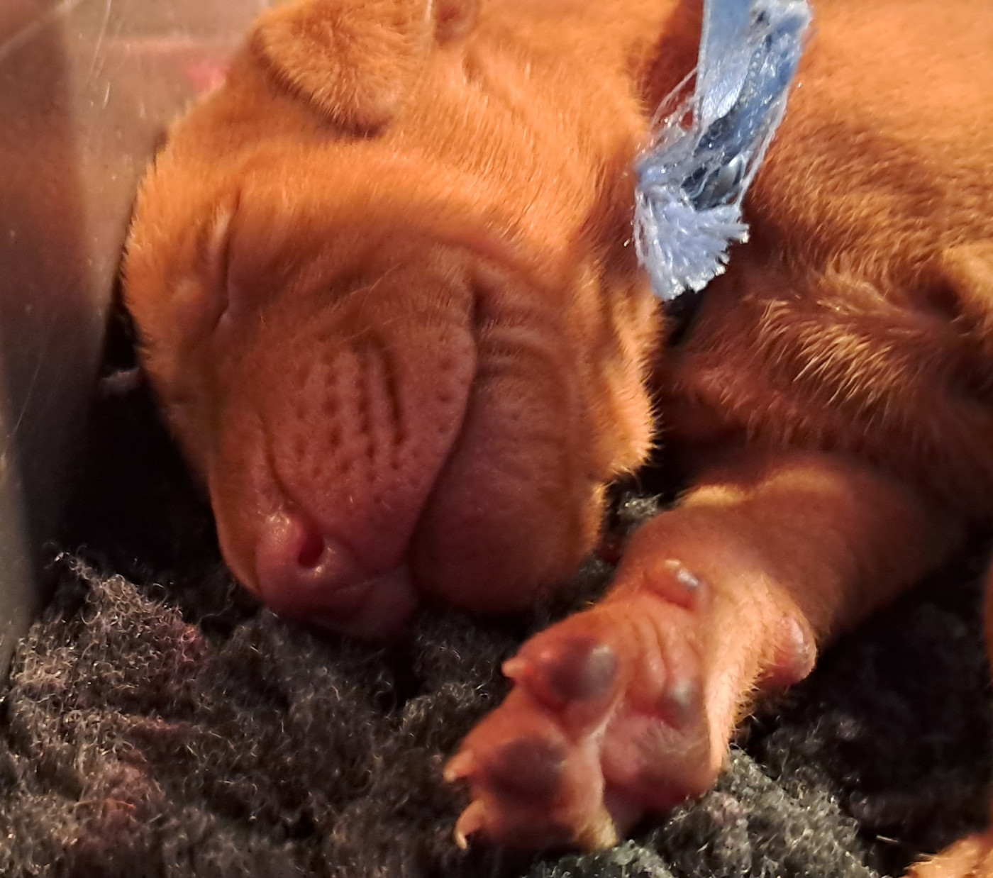 du chateau des Monédières - Chiots disponibles - Braque hongrois à poil court (Vizsla)