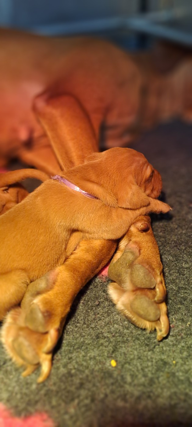 du chateau des Monédières - Chiots disponibles - Braque hongrois à poil court (Vizsla)