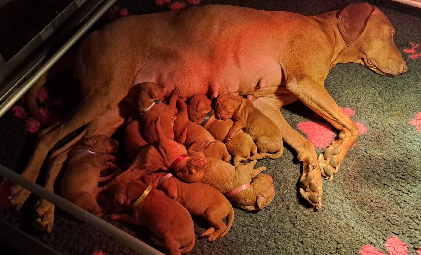 du chateau des Monédières - Chiots disponibles - Braque hongrois à poil court (Vizsla)