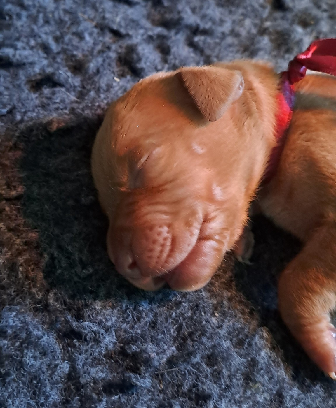 du chateau des Monédières - Chiots disponibles - Braque hongrois à poil court (Vizsla)