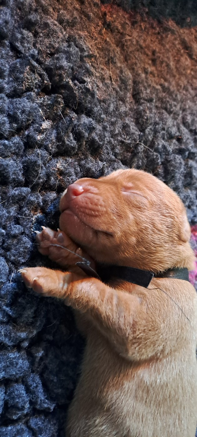 du chateau des Monédières - Chiots disponibles - Braque hongrois à poil court (Vizsla)