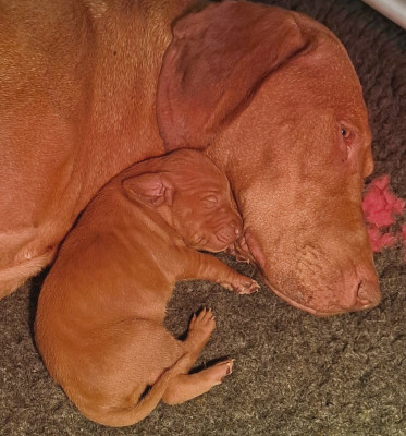 Chiot N°2