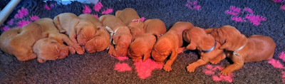 Chiot N°5