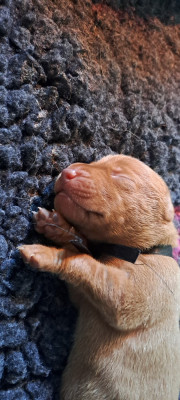 Chiot N°7